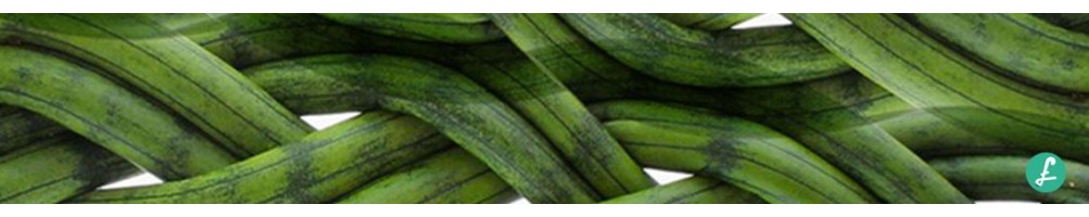 Sansevieria! Ampia scelta di sansevierie Online! Consegna Gratuita!