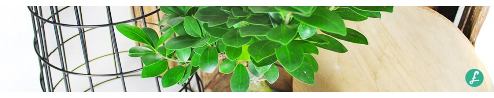 Bonsai ficus ginseng in vendita online! Ampio assortimento di misure