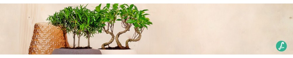 Grove Bonsai! Buy now! Wide choice! Shipping in main european country