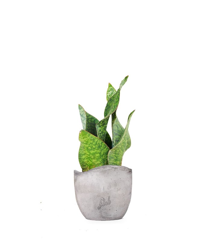 Sansevieria multipla