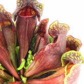 Sarracenia Maroon XL
