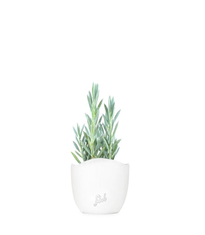 Senecio