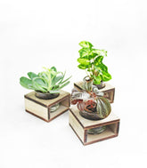 Senecio con supporto in legno