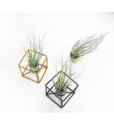 Tillandsia con supporto colore bronzo