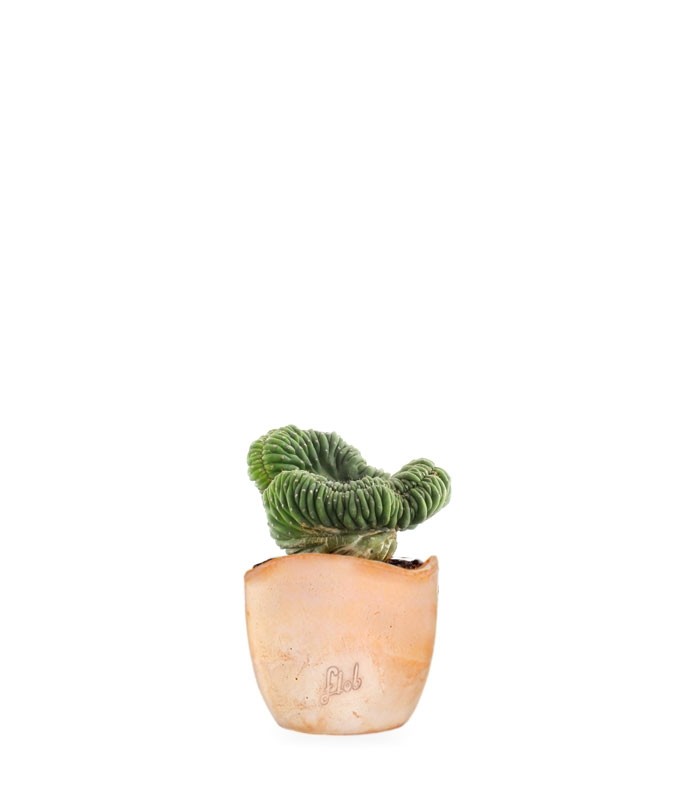 Trichocereus pachanoii crestato