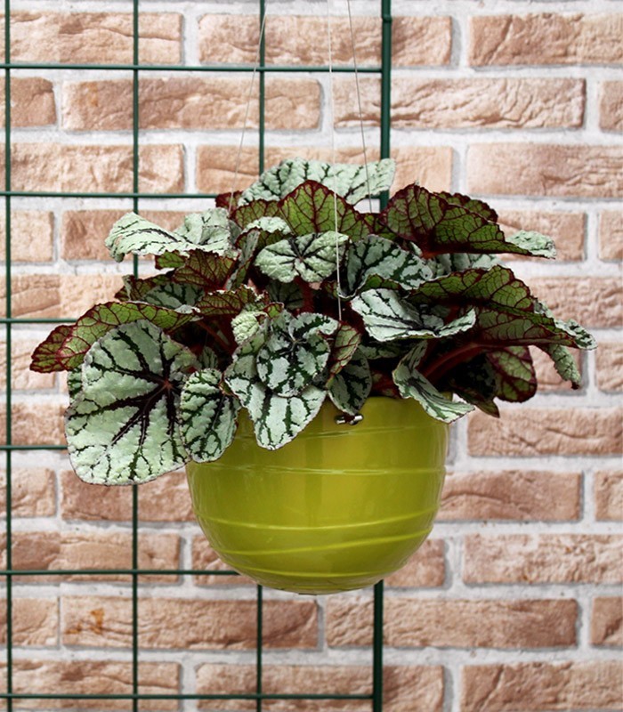 Vaso da appendere Verde
