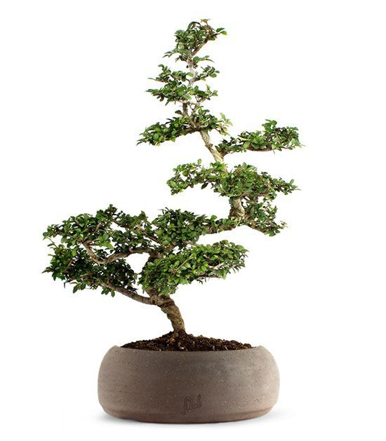Zelkova vaso marrone