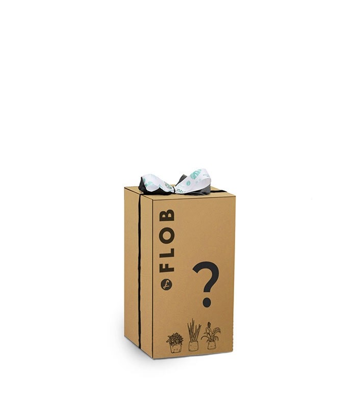 Mistery box Jungle 60