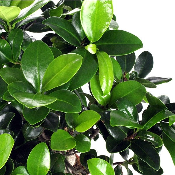 Ficus Ginseng L