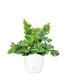 Phlebodium Aureum "Davana" | Felce