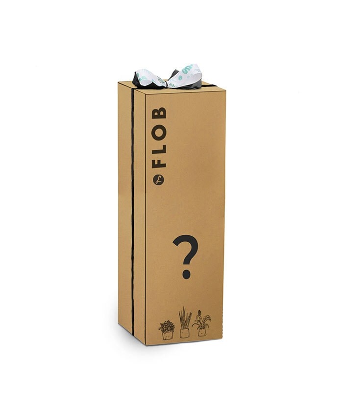 Beginners pack