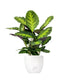 Calathea Green Shades