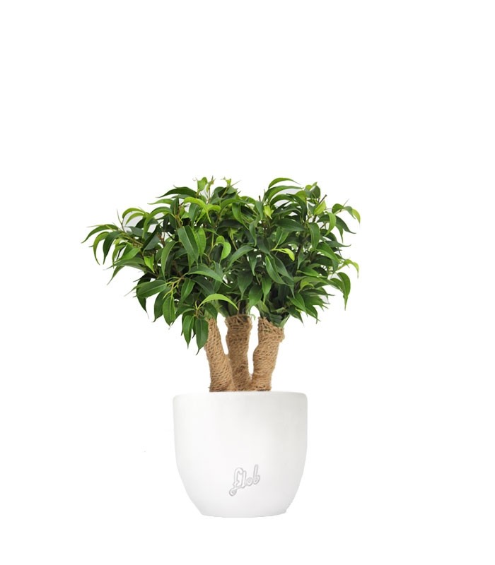 Ficus benjamin -  forest