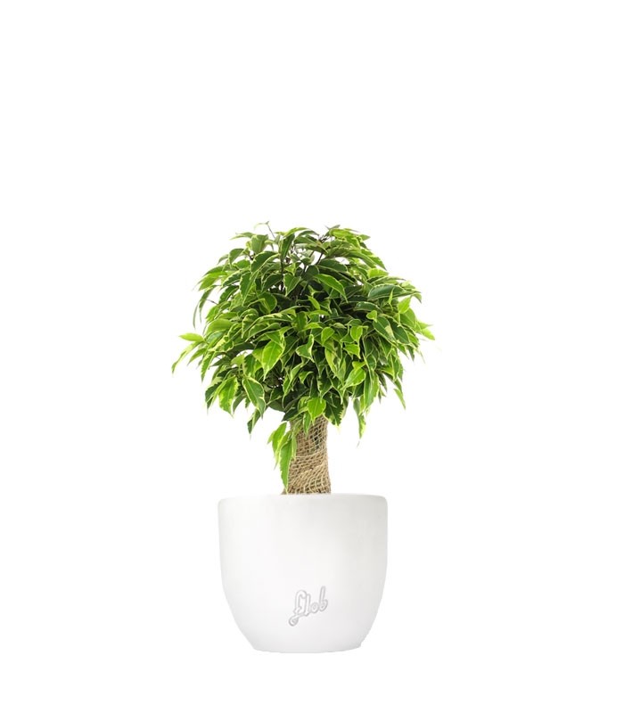 Ficus benjamin -  tronchetto