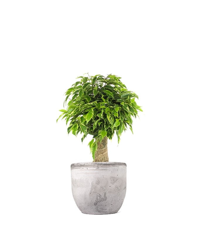 Ficus benjamin -  tronchetto