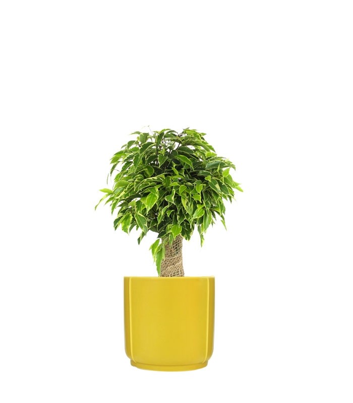 Ficus benjamin -  tronchetto