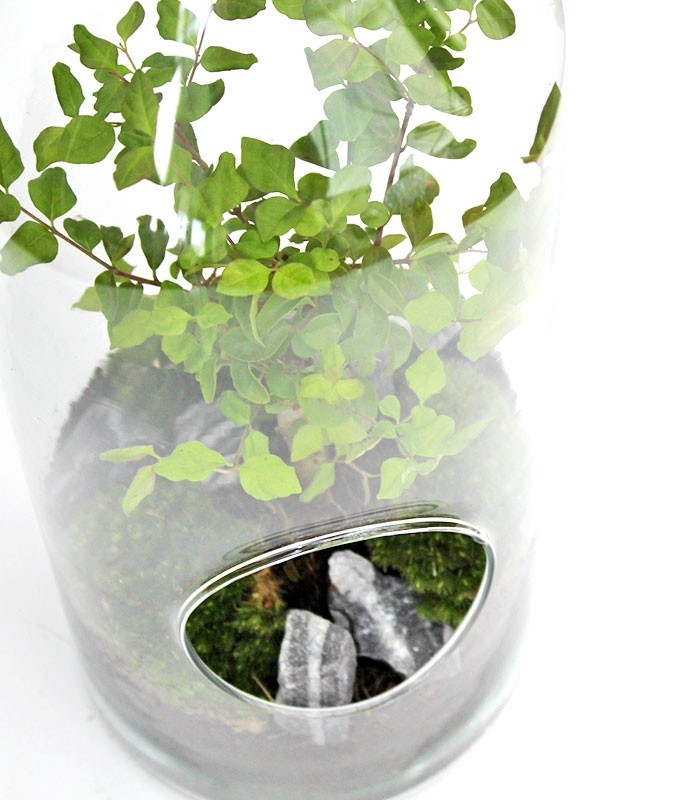 Ligustro bonsai in terrarium 