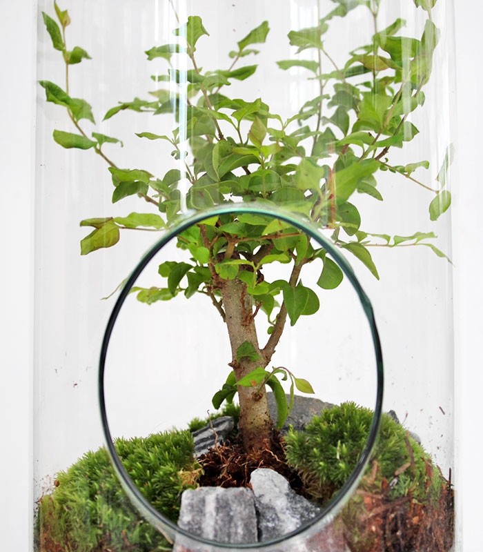 Ligustro bonsai in terrarium 