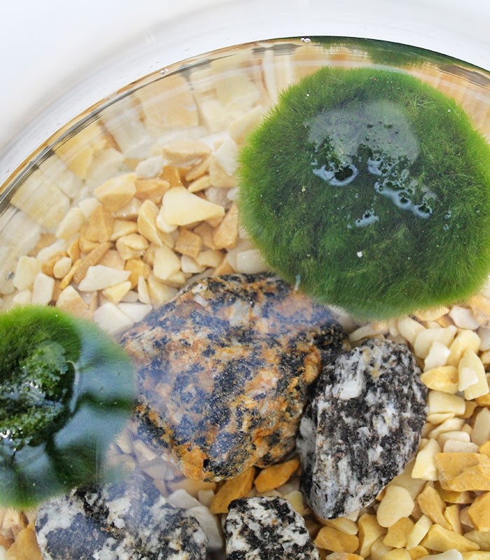 Marimo in vetro