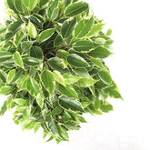 Ficus beniamino - variegato