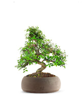 Olmo bonsai  M
