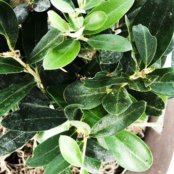 Olivo M