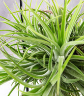 Tillandsia con supporto in ferro circolare