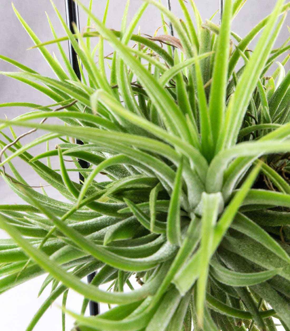 Tillandsia con supporto in ferro circolare