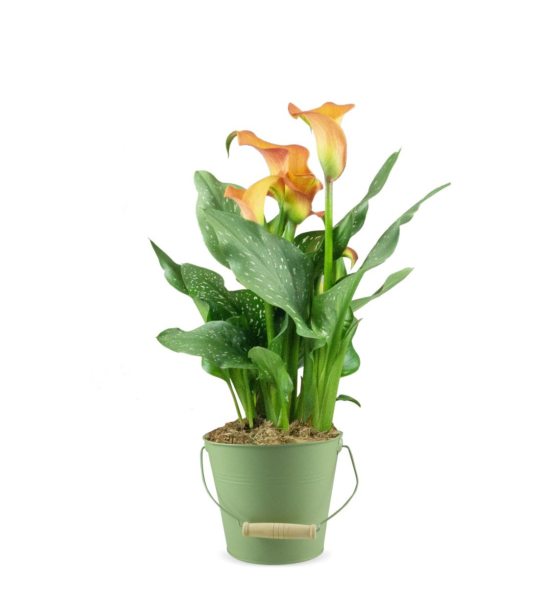 Calla 