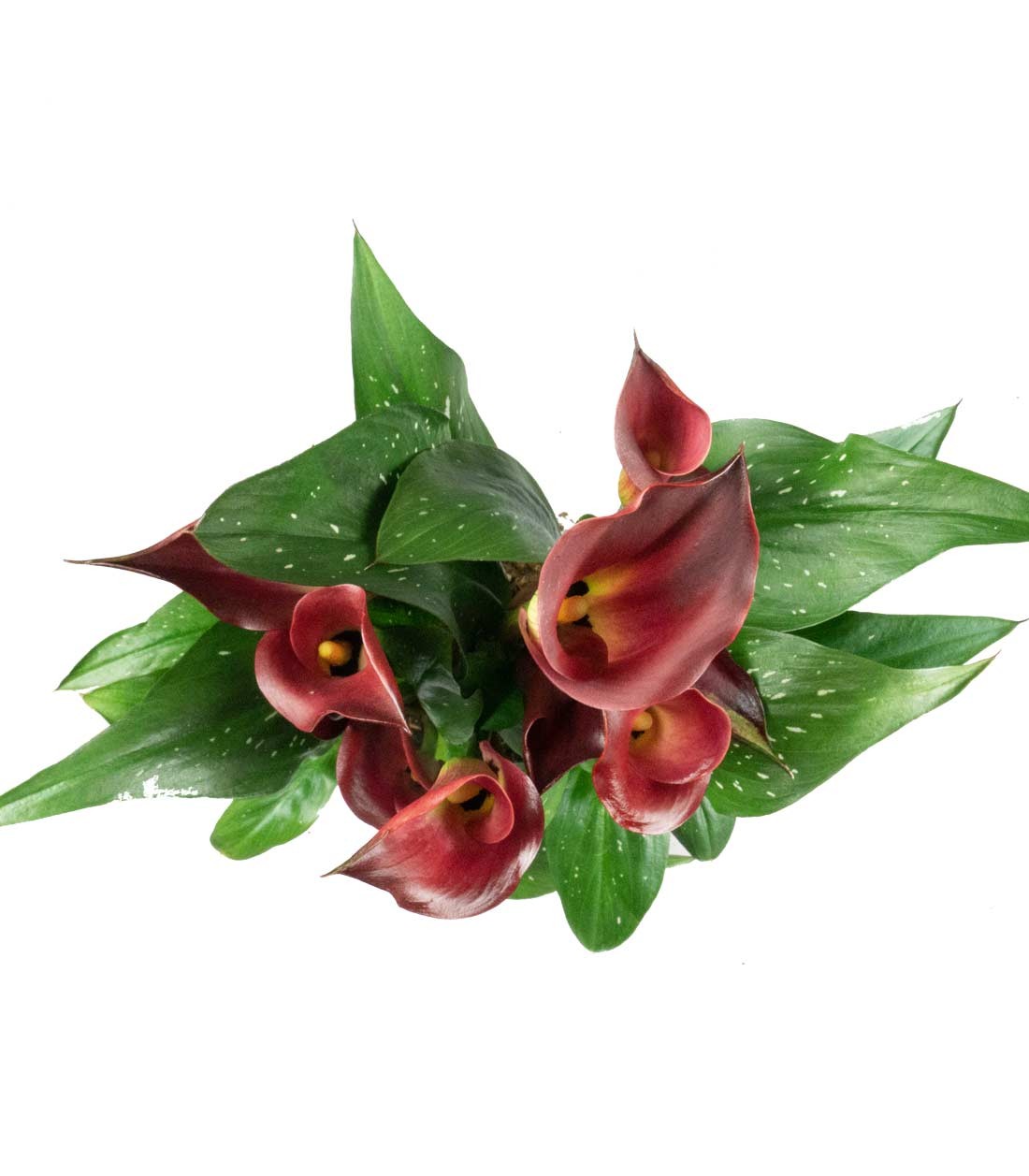 Calla 