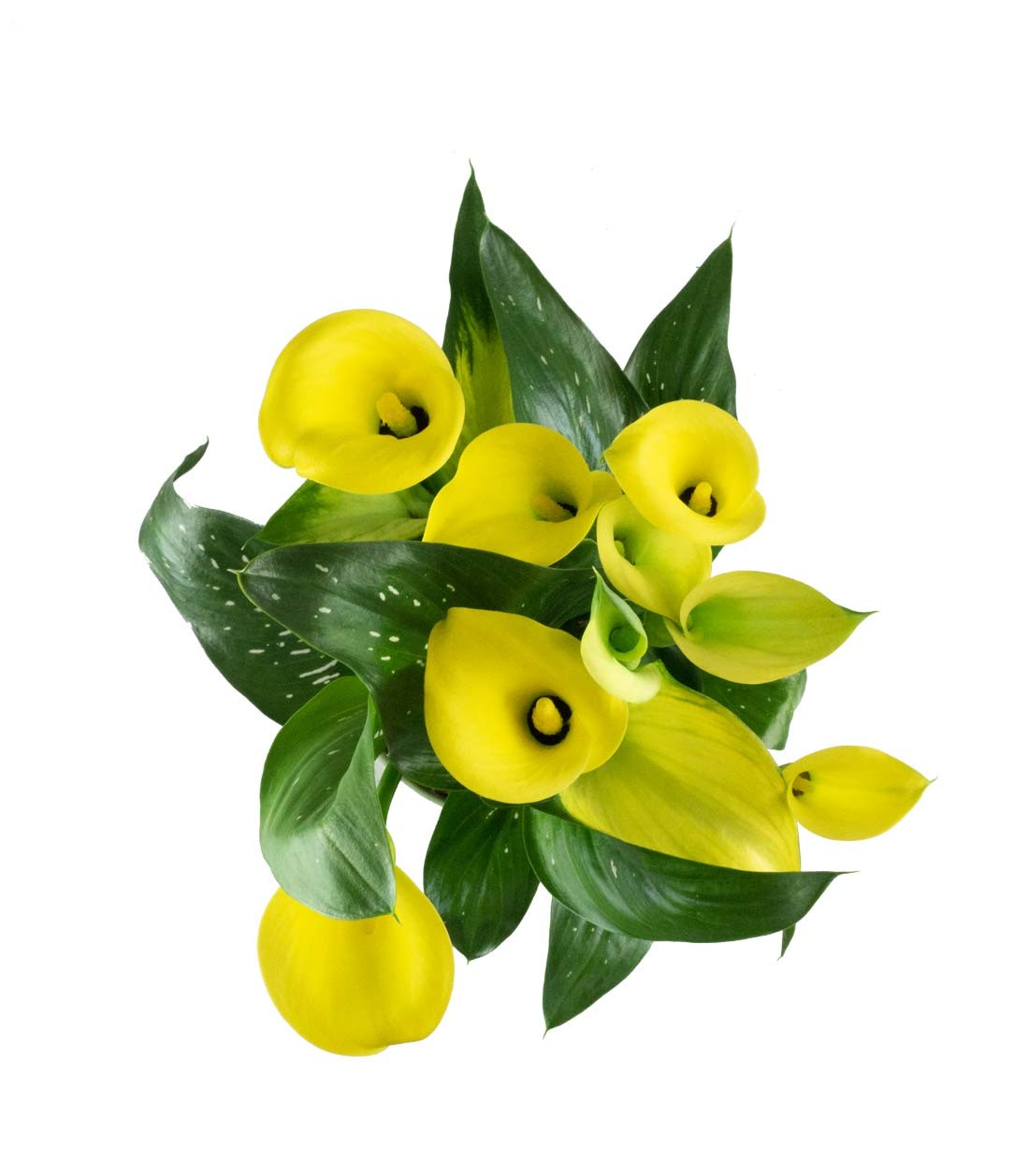 Calla 