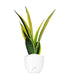 Sansevieria "Golden Flame"