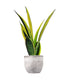 Sansevieria "Golden Flame"