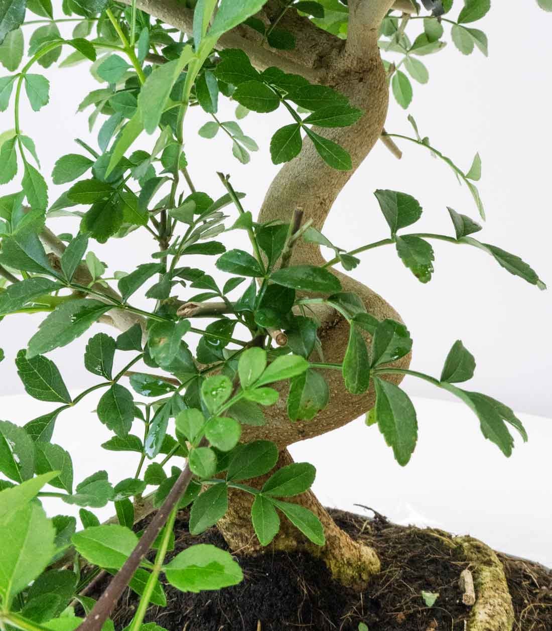 Frassino Bonsai 9 anni | Scoprilo in vendita Online – Flobflower