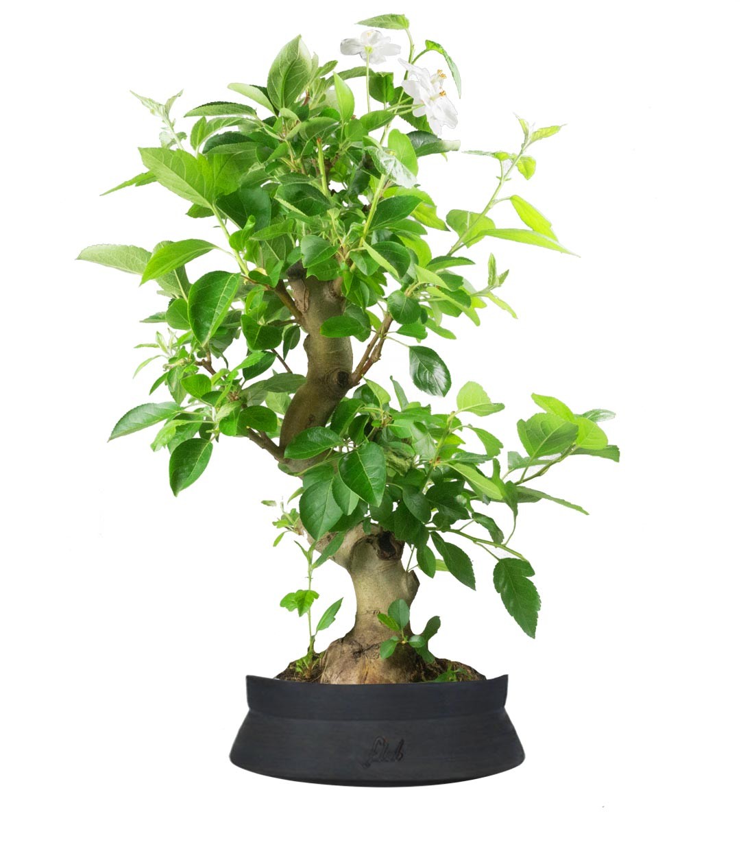 Melo bonsai 