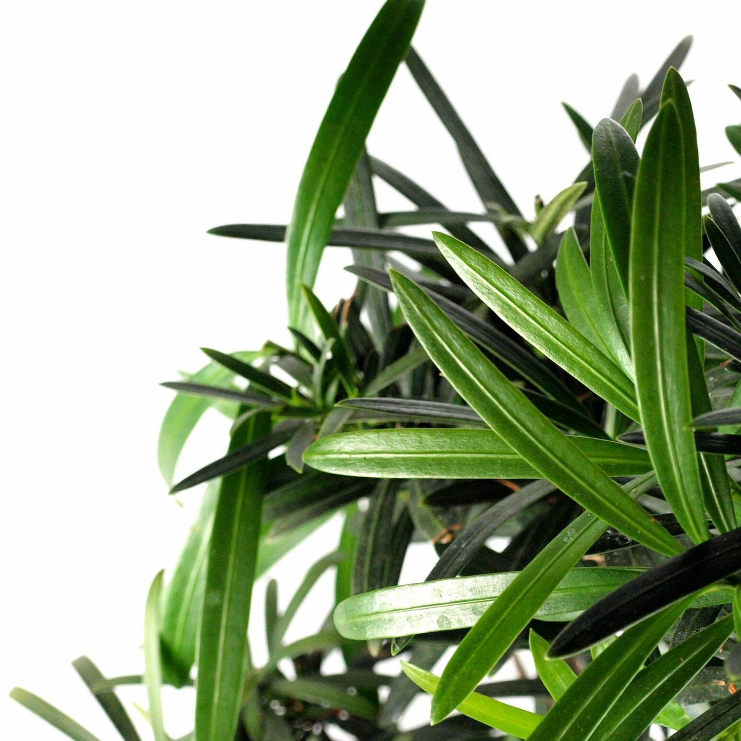 Podocarpus S