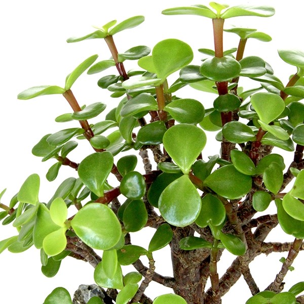 Portulacaria Bonsai M