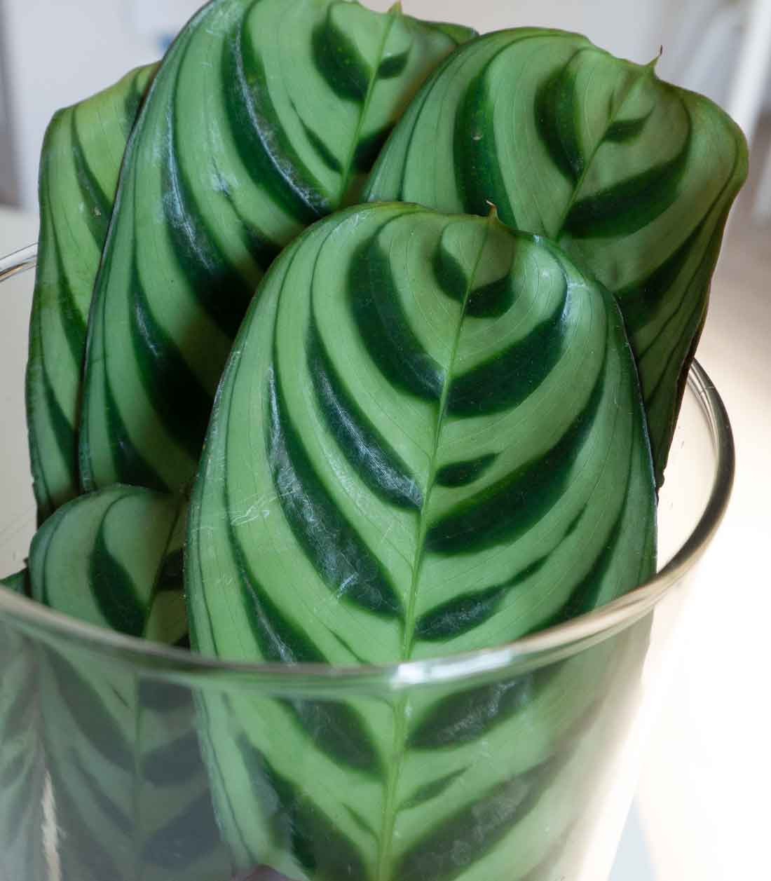 Calathea idroponica 