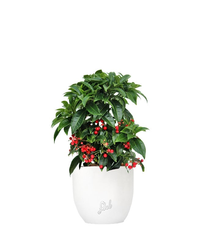 Ardisia 
