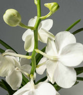 Orchidea Vanda