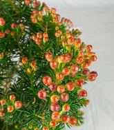 Wax Flower 