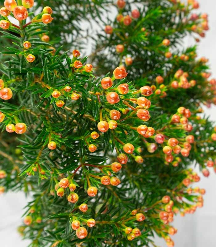 Wax Flower 