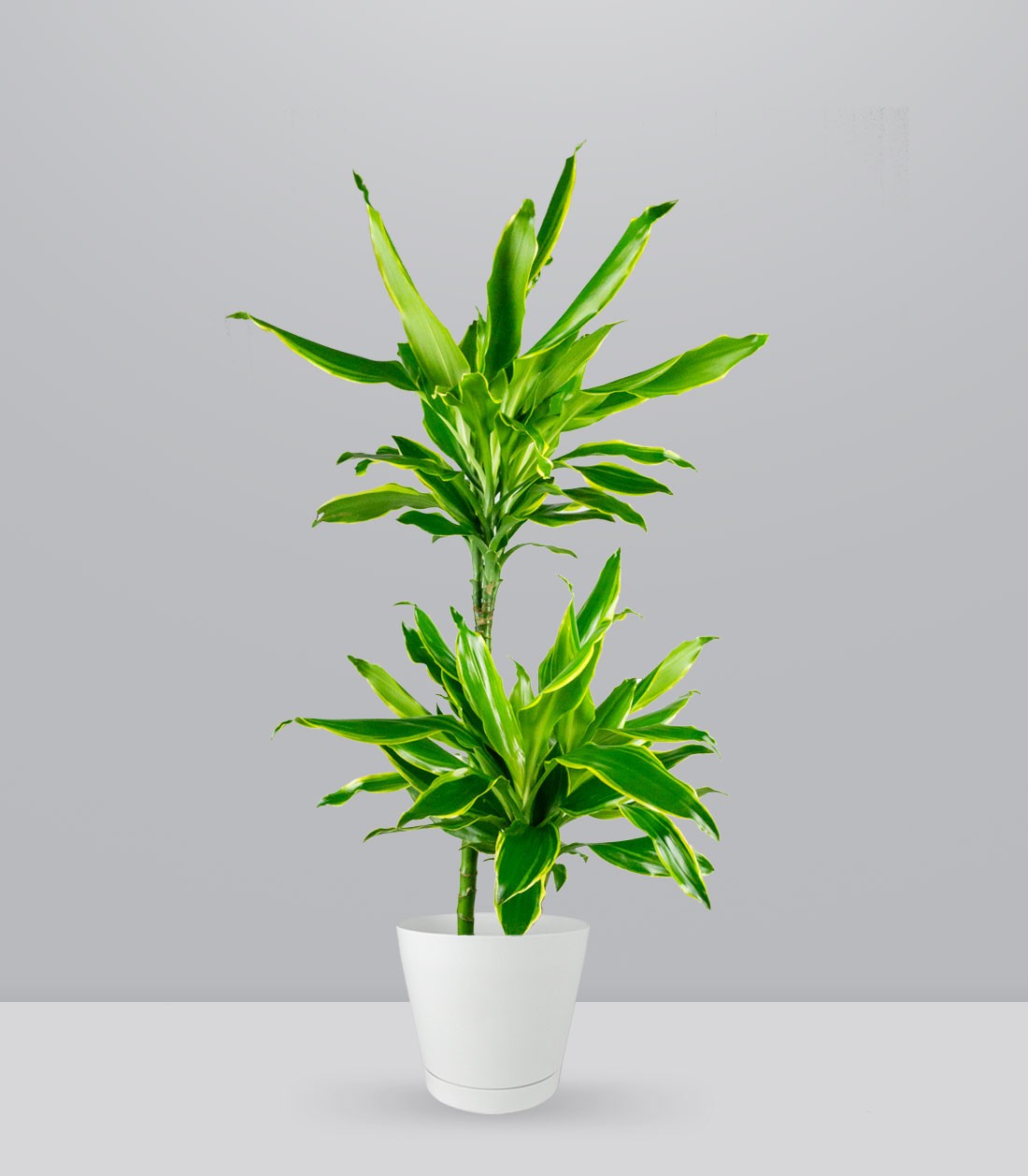 Dracena Lemon