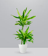 Dracena Lemon