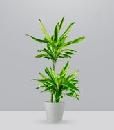Dracena Lemon