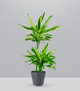 Dracena Lemon