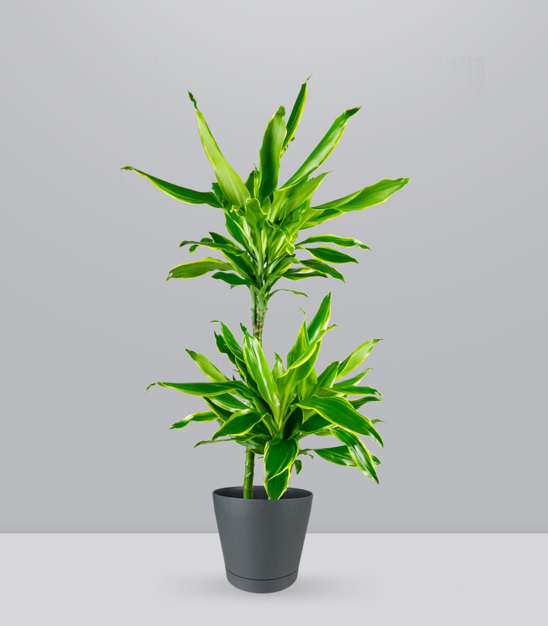 Dracena Lemon