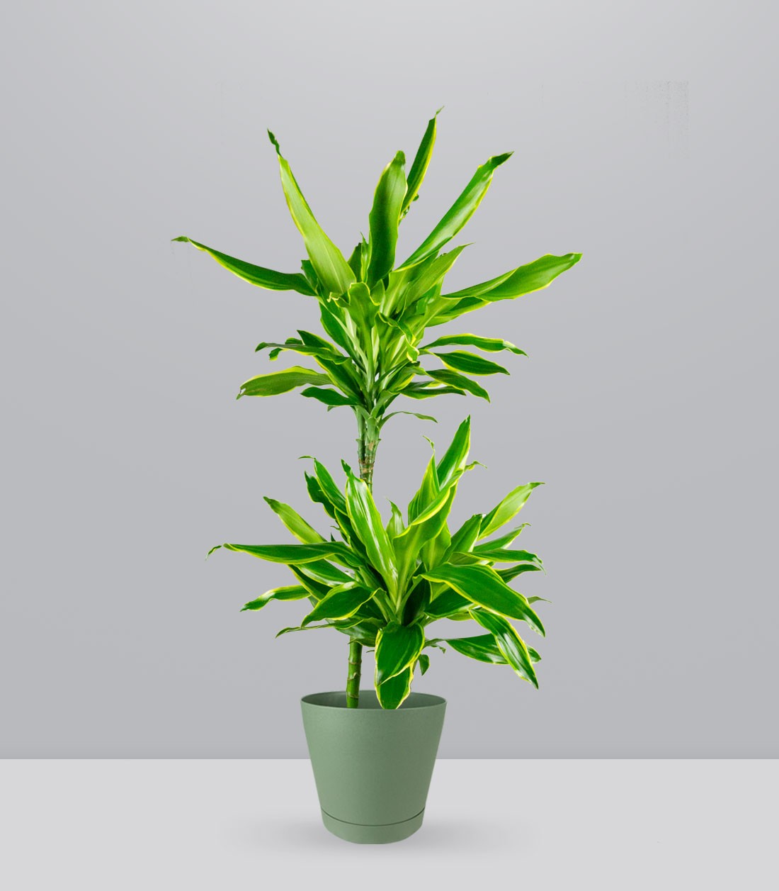 Dracena Golden Coast