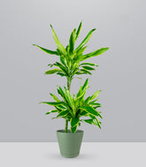 Dracena Golden Coast