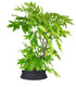 Wisteria Floribunda | Glicine Giapponese 12 anni